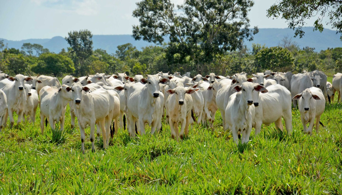 Entre 2018 e 2024, rebanho bovino no estado aumentou 39,2%, o sexto que mais expandiu no país - Delfino Miranda/Governo do Tocantins 