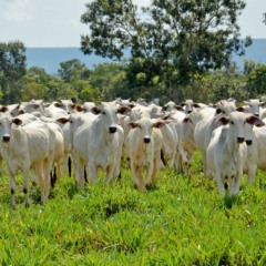 Entre 2018 e 2024, rebanho bovino no estado aumentou 39,2%, o sexto que mais expandiu no pa&iacute;s - Delfino Miranda/Governo do Tocantins 