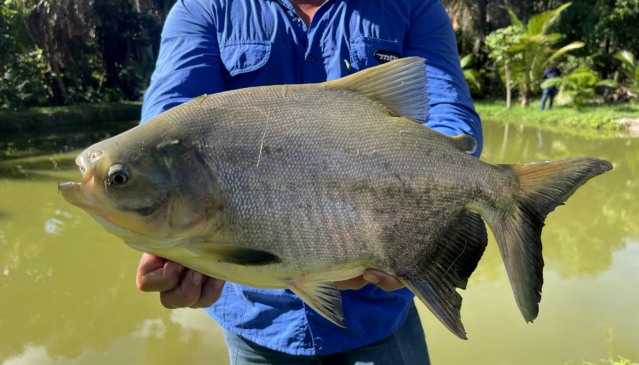 Tocantins alcançou a produção de 20,4 mil toneladas de peixes de cultivo, registrando crescimento de 12,7% em relação ao ano anterior - Crédito foto: Jefferson Araújo/Governo do Tocantins