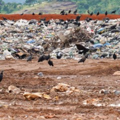 Foto: Marcelo de Deus