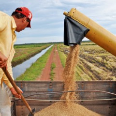 A lideran&ccedil;a &eacute; puxada por Lagoa da Confus&atilde;o, que deve produzir cerca de 299 mil toneladas em 2026 - Cr&eacute;dito foto: Juliano Ribeiro/Governo do Tocantins