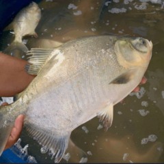 Pre&ccedil;os dos pescados chegam a variar at&eacute; 83% em Palmas