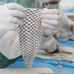 Pele de til&aacute;pia - 
Foto: Divulga&ccedil;&atilde;o/Viktor Braga/UFC