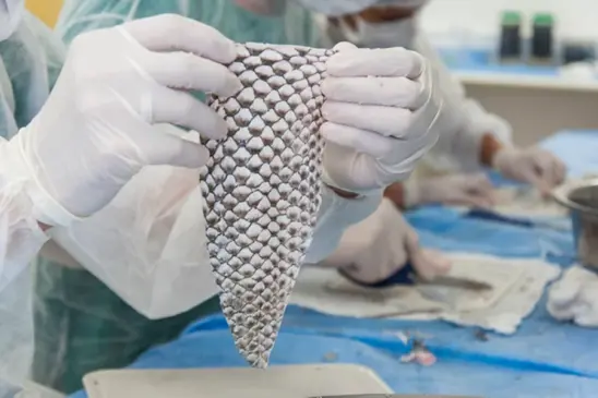 Pele de tilápia - 
Foto: Divulgação/Viktor Braga/UFC