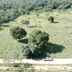 Equipes fazem buscas por mec&acirc;nico agr&iacute;cola em regi&atilde;o de mata &mdash; Foto: Jo&atilde;o Carlos Lopes/Secretaria Municipal de Meio Ambiente de Talism&atilde;