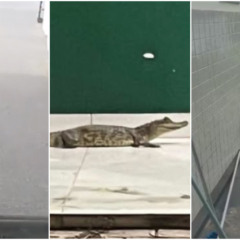 Animais foram resgatados - Foto: Montagem