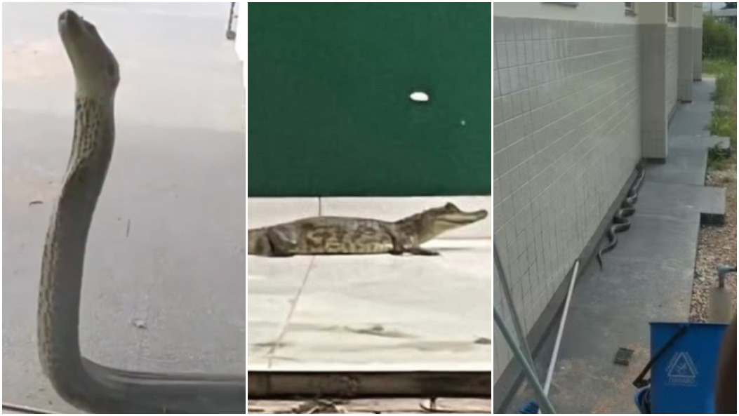 Animais foram resgatados - Foto: Montagem