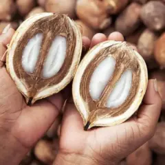 Rede de Vidas nos Baba&ccedil;uais nasce no Bico com foco em resist&ecirc;ncia, inclus&atilde;o produtiva e fortalecimento da agricultura familiar