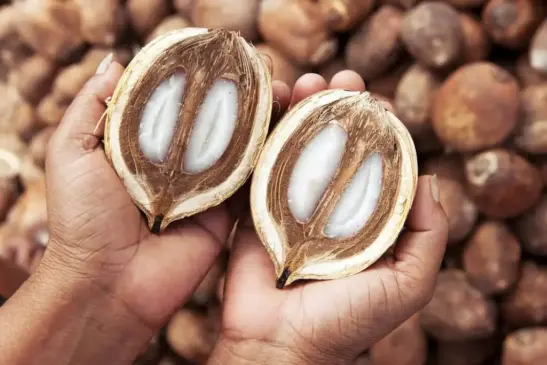 Rede de Vidas nos Babaçuais nasce no Bico com foco em resistência, inclusão produtiva e fortalecimento da agricultura familiar