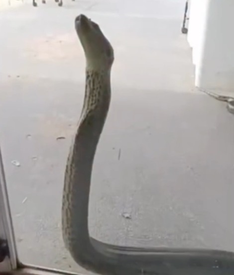 Sucuri é flagrada tentando entrar em UPA e assusta pacientes e servidores no Bico