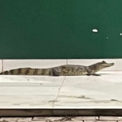 Depois de sucuri em UPA, filhote de jacar&eacute; aparece em frente a unidade de sa&uacute;de no Bico