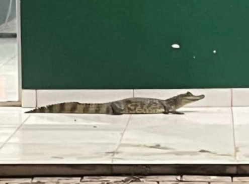 Depois de sucuri em UPA, filhote de jacaré aparece em frente a unidade de saúde no Bico