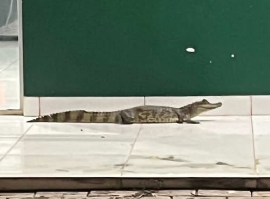 Depois de sucuri em UPA, filhote de jacaré aparece em frente a unidade de saúde no Bico Depois de sucuri em UPA, filhote de jacaré aparece em frente a unidade de saúde no Bico