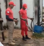 Moradores voltam a encontrar cobras em &aacute;rea urbana de Augustin&oacute;polis e novo resgate acende alerta; V&Iacute;DEO
