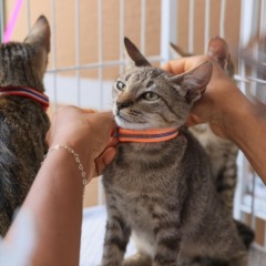 PALMAS: Neste s&aacute;bado tem evento de ado&ccedil;&atilde;o com n&uacute;mero reduzido de pets e aposta em tecnologia para ampliar alcance