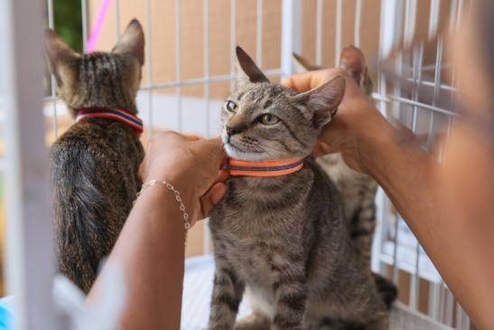 PALMAS: Neste sábado tem evento de adoção com número reduzido de pets e aposta em tecnologia para ampliar alcance