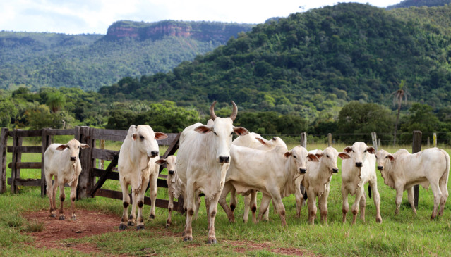 Fazenda Brasil Novo, em Palmas, é uma das propriedades selecionadas para os projetos-piloto de identificação individual de animais - Foto: Aldemar Ribeiro/Governo do Tocantins 