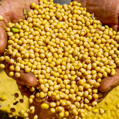  Soja lidera a produ&ccedil;&atilde;o agr&iacute;cola no Tocantins, com volume superior a 6 milh&otilde;es de toneladas, impulsionada por ganhos de produtividade e expans&atilde;o de &aacute;rea -Foto: Divulga&ccedil;&atilde;o