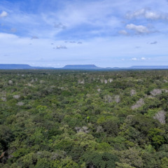 Coopera&ccedil;&atilde;o tem fortalecido o cumprimento do C&oacute;digo Florestal e promovido uma agenda alinhada &agrave; produ&ccedil;&atilde;o sustent&aacute;vel.  Foto: Marcel de Paula/Governo do Tocantins