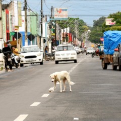 Casos de viol&ecirc;ncia contra animais impulsionam cobran&ccedil;a por pol&iacute;ticas p&uacute;blicas no sudeste do TO