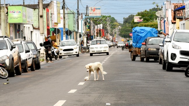 Casos de violência contra animais impulsionam cobrança por políticas públicas no sudeste do TO