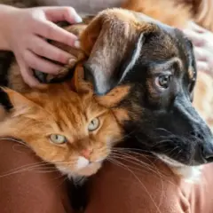 A nova regra visa oferecer seguran&ccedil;a jur&iacute;dica para a resolu&ccedil;&atilde;o de conflitos envolvendo animais de estima&ccedil;&atilde;o ap&oacute;s o fim de relacionamentos  &mdash; Foto: Freepik
