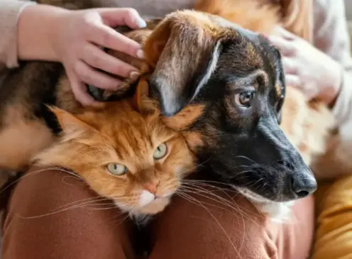 A nova regra visa oferecer segurança jurídica para a resolução de conflitos envolvendo animais de estimação após o fim de relacionamentos  — Foto: Freepik