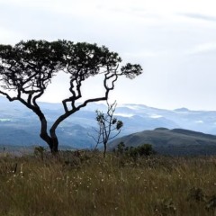 Acordo firmado no Tocantins prev&ecirc; a recupera&ccedil;&atilde;o de mais de 3,3 mil hectares do bioma na regi&atilde;o da Bacia do Rio Formoso &mdash; Foto: Eliane de Castro