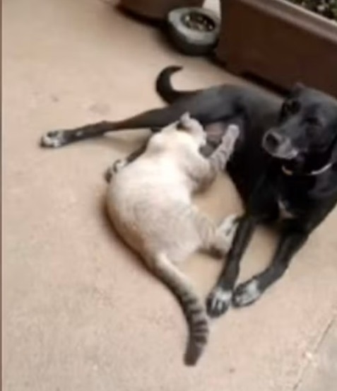 Cachorra Neguinha foi morta a tiros em frente de uma casa em Palmas — Foto: Reprodução/TV Anhanguera