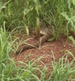 Cascavel cruza estrada rural, avan&ccedil;a e desaparece em planta&ccedil;&atilde;o de milho no interior do Tocantins; V&Iacute;DEO