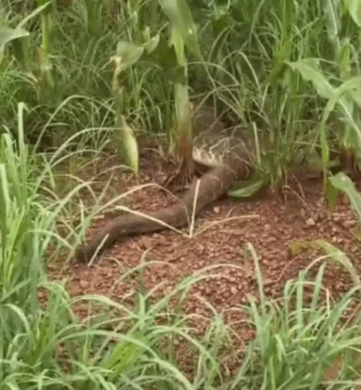 Cascavel cruza estrada rural, avança e desaparece em plantação de milho no interior do Tocantins; VÍDEO
