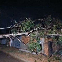 Chuva provocou queda de &aacute;rvore sobre casa em Palmas (TO) &mdash; Foto: Divulga&ccedil;&atilde;o/Energisa