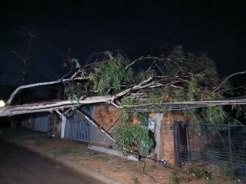 Chuva provocou queda de árvore sobre casa em Palmas (TO) — Foto: Divulgação/Energisa