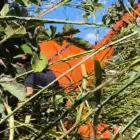 Helic&oacute;ptero de Henrique e Juliano cai em Porto Nacional; n&atilde;o h&aacute; feridos