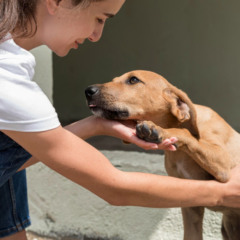 Feira de ado&ccedil;&atilde;o de c&atilde;es e gatos resgatados acontece neste s&aacute;bado em Palmas