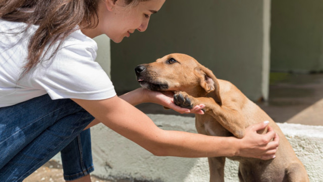 Feira de adoção de cães e gatos resgatados acontece neste sábado em Palmas