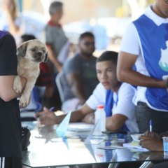 Palmas realiza a&ccedil;&atilde;o gratuita de sa&uacute;de animal com 350 atendimentos para c&atilde;es neste sabado&nbsp;