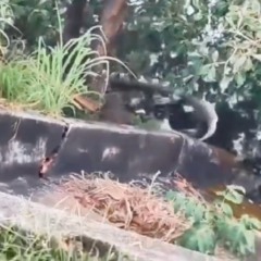 Sucuri gigante &eacute; encontrada morta na orla de cidade do TO; V&Iacute;DEO