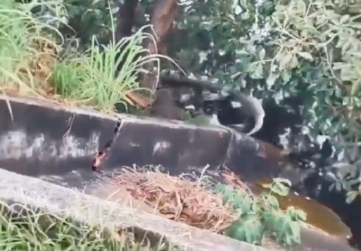 Sucuri gigante é encontrada morta na orla de cidade do TO; VÍDEO