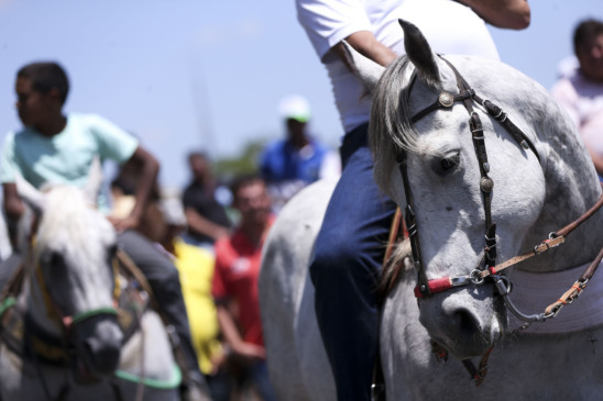Vacinação em dia e álcool proibido: órgão recomenda medidas para garantir bem-estar animal na ExpoGurupi 