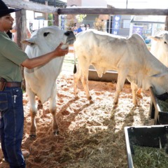 Exposi&ccedil;&atilde;o de animais re&uacute;ne mais de 600 exemplares durante a Agrotins 2026 - Foto: Ademir Anjos/Governo do Tocantins