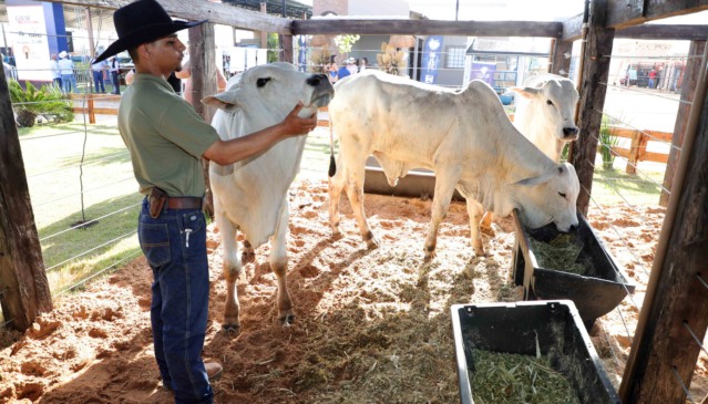 Exposição de animais reúne mais de 600 exemplares durante a Agrotins 2026 - Foto: Ademir Anjos/Governo do Tocantins