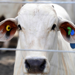 A rastreabilidade animal &eacute; o tema central da Agrotins 2026, que destaca tecnologia, seguran&ccedil;a produtiva e moderniza&ccedil;&atilde;o do agroneg&oacute;cio tocantinense - Foto: Ademir dos Anjos/Governo do Tocantins