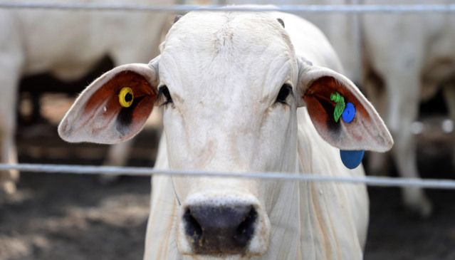 A rastreabilidade animal é o tema central da Agrotins 2026, que destaca tecnologia, segurança produtiva e modernização do agronegócio tocantinense - Foto: Ademir dos Anjos/Governo do Tocantins