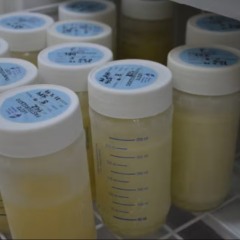Alimento ajuda a reduzir infec&ccedil;&otilde;es em beb&ecirc;s internados em UTIs do TO &mdash; Foto: Divulga&ccedil;&atilde;o/SES-TO