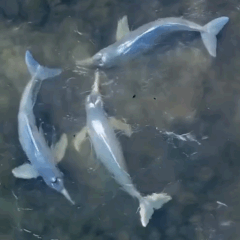 V&iacute;deo de botos em &aacute;guas cristalinas no Bico do Papagaio viraliza e encanta internautas
