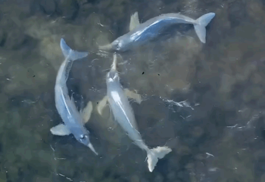 Vídeo de botos em águas cristalinas no Bico do Papagaio viraliza e encanta internautas