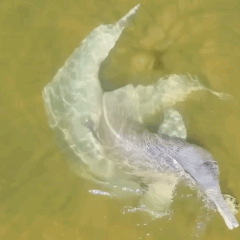 Ap&oacute;s viralizar nas redes, botos voltam a dar espet&aacute;culo em praia do Tocantins; v&iacute;deo mostra ritual de acasalamento