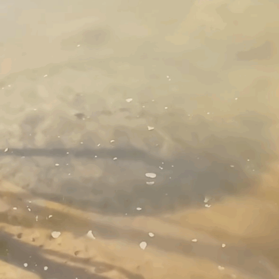 Arraia gigante surpreende banhistas e vira atração na Praia do Murici
