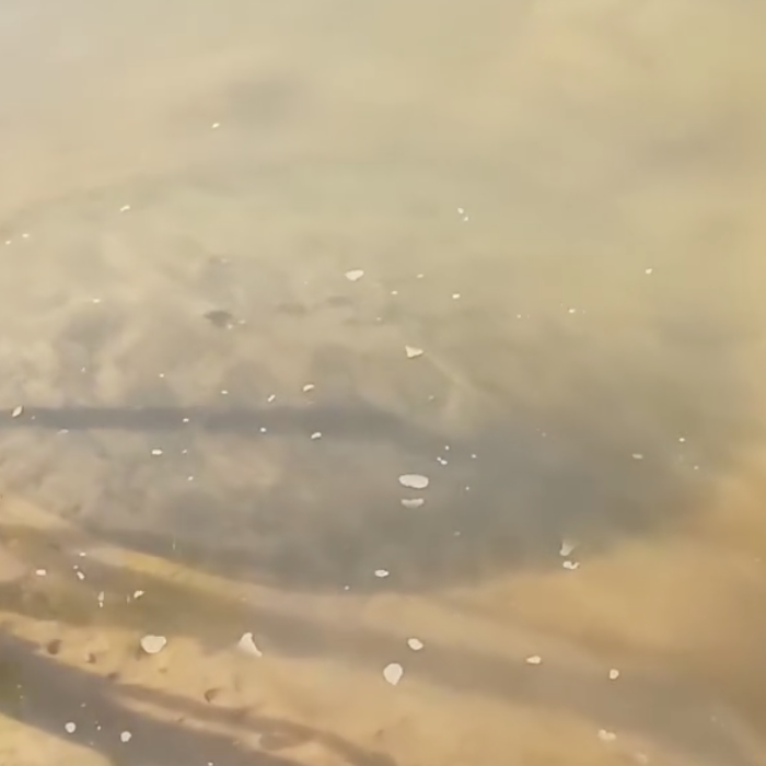 Arraia gigante surpreende banhistas e vira atração na Praia do Murici Arraia gigante surpreende banhistas e vira atração na Praia do Murici